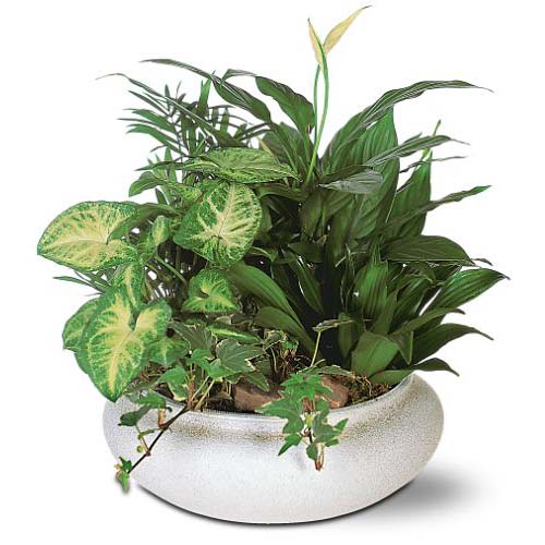 useast-plant19-17.jpg