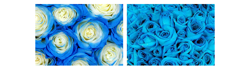 bluerose_01.jpg