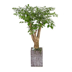 [N15]해피트리(행복나무)(시멘)B형