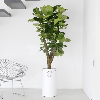 [B25]떡갈고무나무