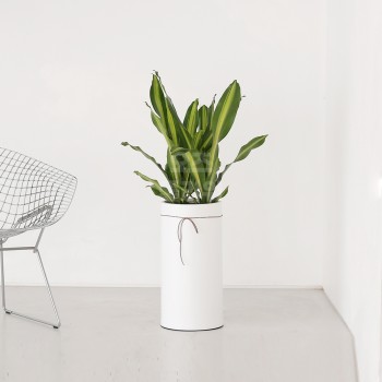 [B25]마상게아나(맛상)