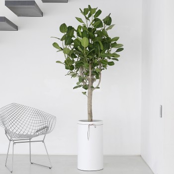 [B25]뱅갈고무나무(원형A)