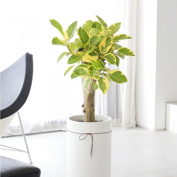 [B25]뱅갈고무나무(원형B)