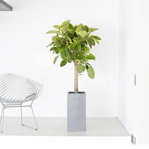 [B25]뱅갈고무나무(사각분)