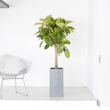 [B25]뱅갈고무나무(사각분)