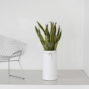 [B25]산세베리아