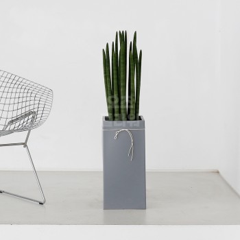 [B25]스투키(사각)