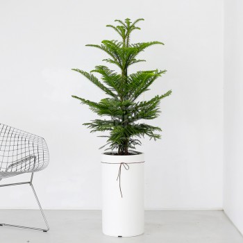 [B25]아라우카리아