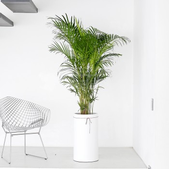 [B25]아레카야자