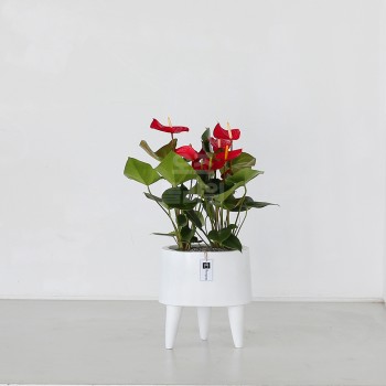 [B25수도권 배송]안스리움