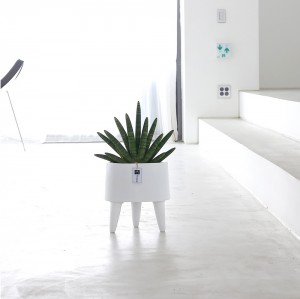 [B25수도권 배송]스투키