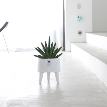 [B25수도권 배송]스투키